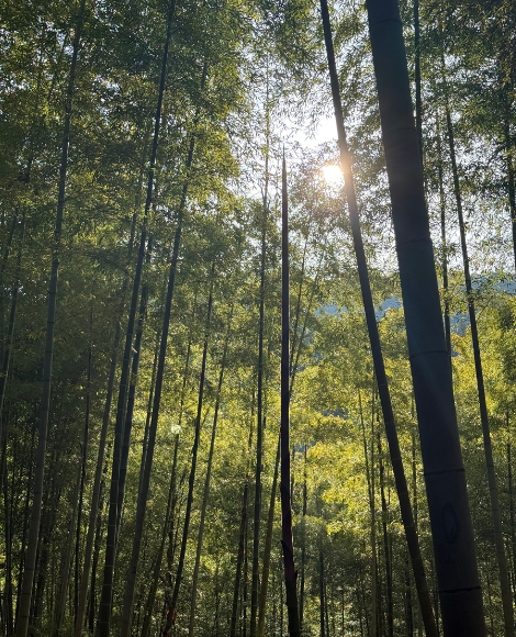 prismolka dotccom trees
